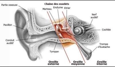 Otite moyenne et ostéopathie 