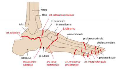 Les articulations de Lisfranc et de Chopart : de la chirurgie de guerre à la biomécanique du pied