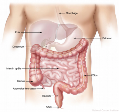 Le Syndrome du Colon Irritable, et l approche osteopathique 