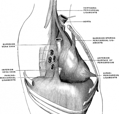 Ostéopathie viscérale et diaphragme : péricarde, péritoine et dos