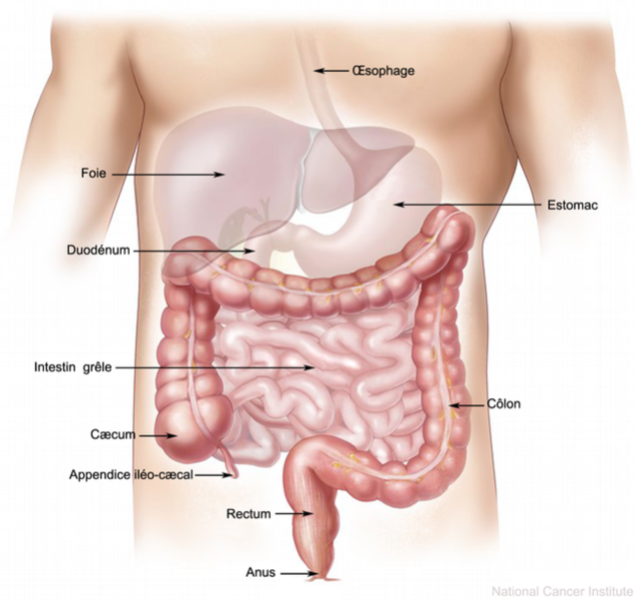 Le Syndrome du Colon Irritable, et l approche osteopathique