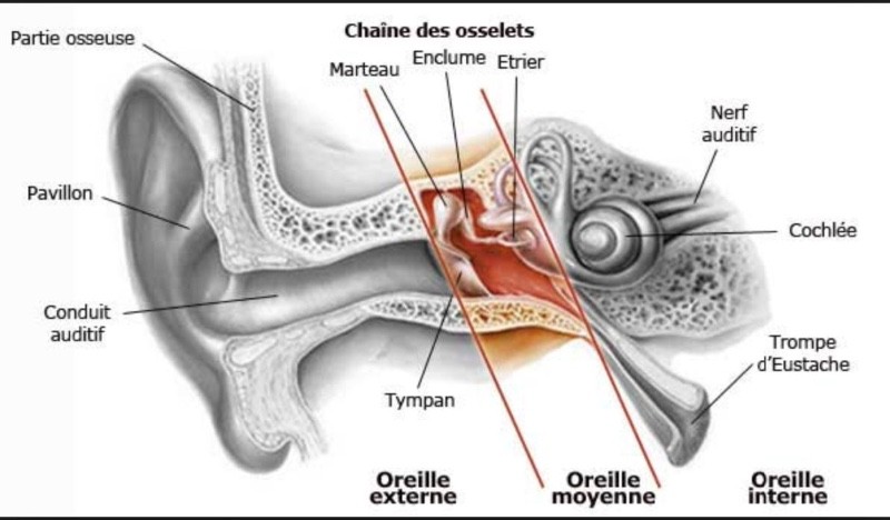 Quelques exercices pour muscler sa trompe d'eustache…